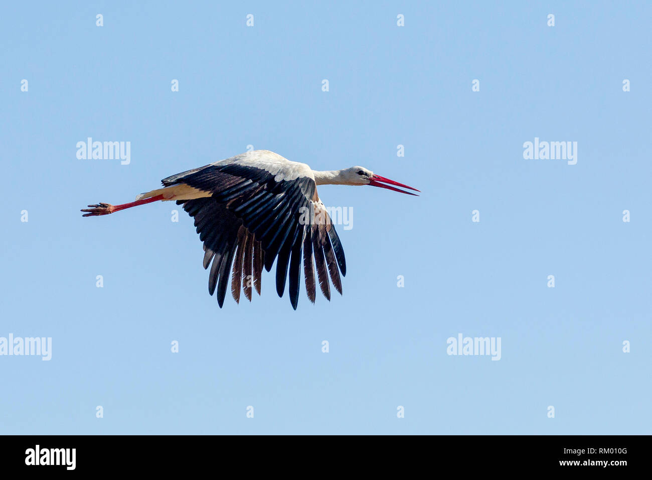 A single White Stork flying strongly, landscape format, Lewa Wilderness, Lewa Conservancy, Kenya, Africa Stock Photo