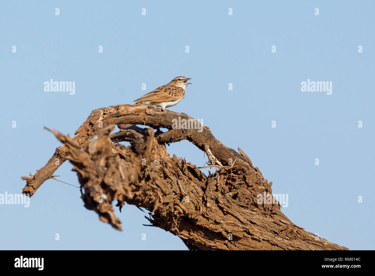A single Singing bush lark singing from a dead tree branch, landscape format, Lewa Wilderness, Lewa Conservancy, Kenya, Africa Stock Photo
