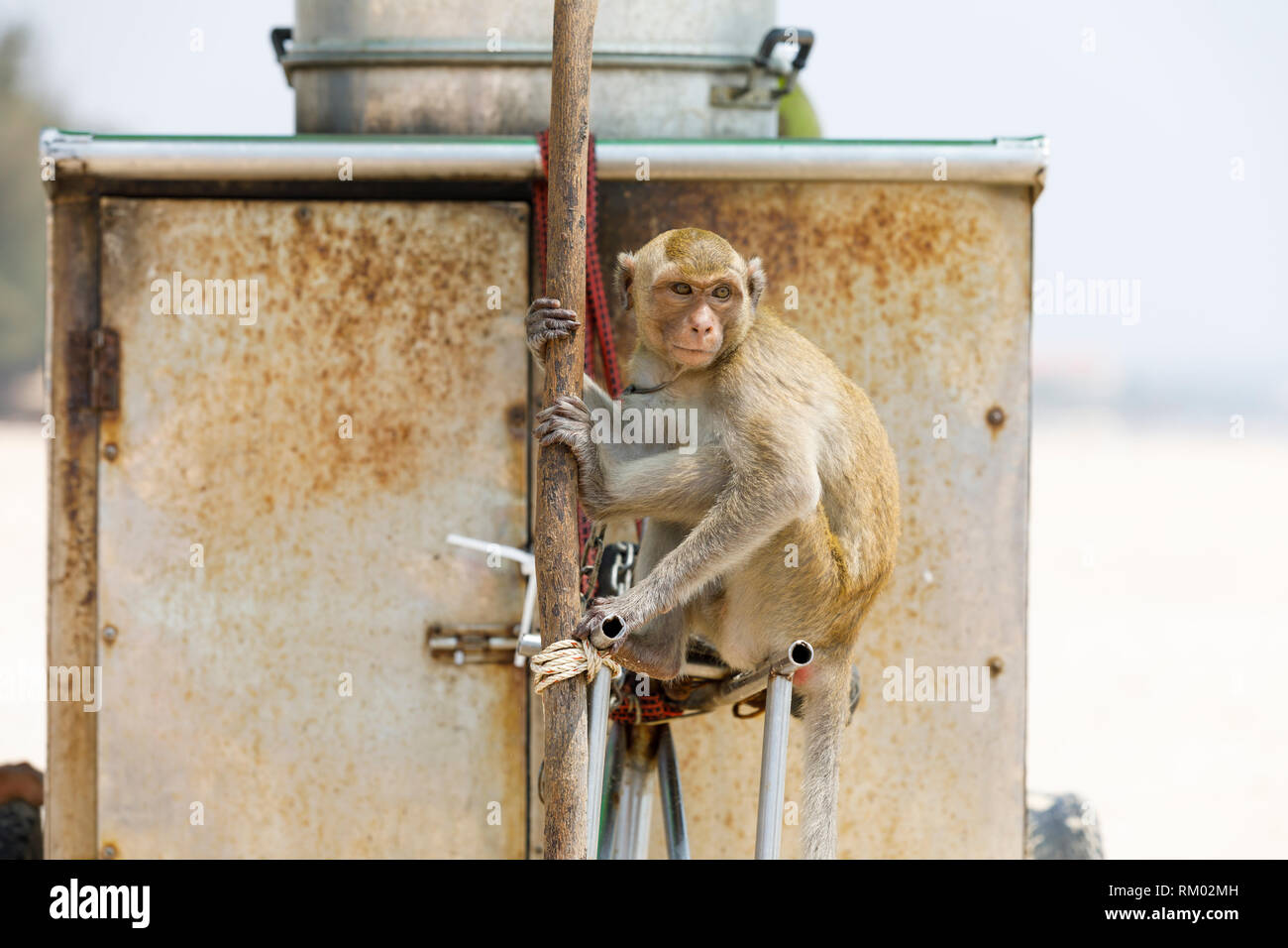 Little chained monkey or heron sits next to a rusty wall Stock Photo