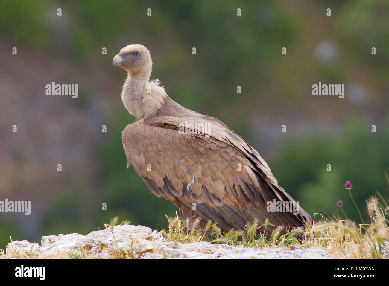 Eurasian Griffon Vulture in the north of Spain Stock Photo