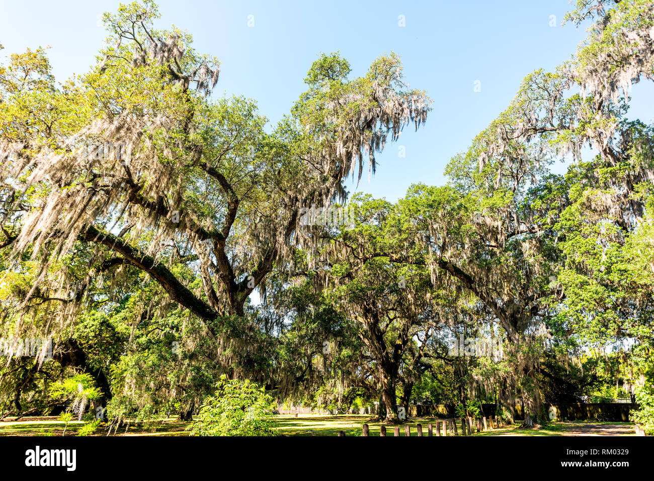 Many old southern live oak trees in New Orleans Audubon park on sunny spring day with hanging