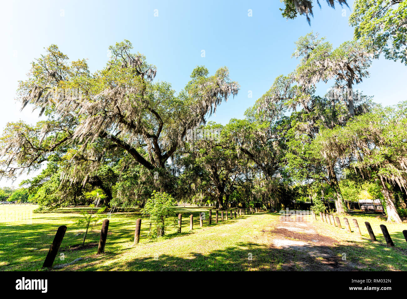 Old southern live oak trees in New Orleans Audubon park on sunny spring