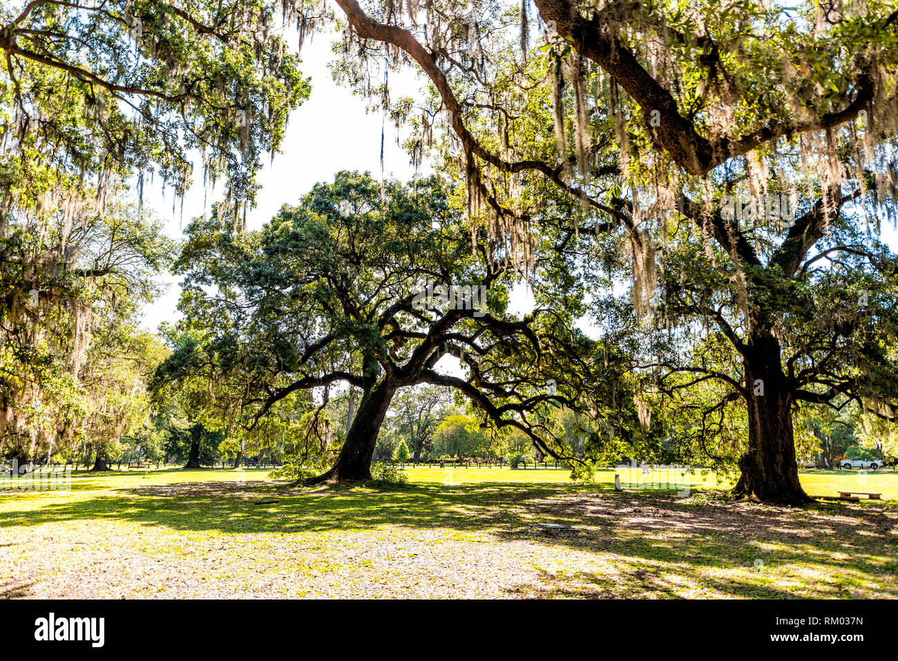 Old southern live oak trees in New Orleans Audubon park on sunny spring day with benches and