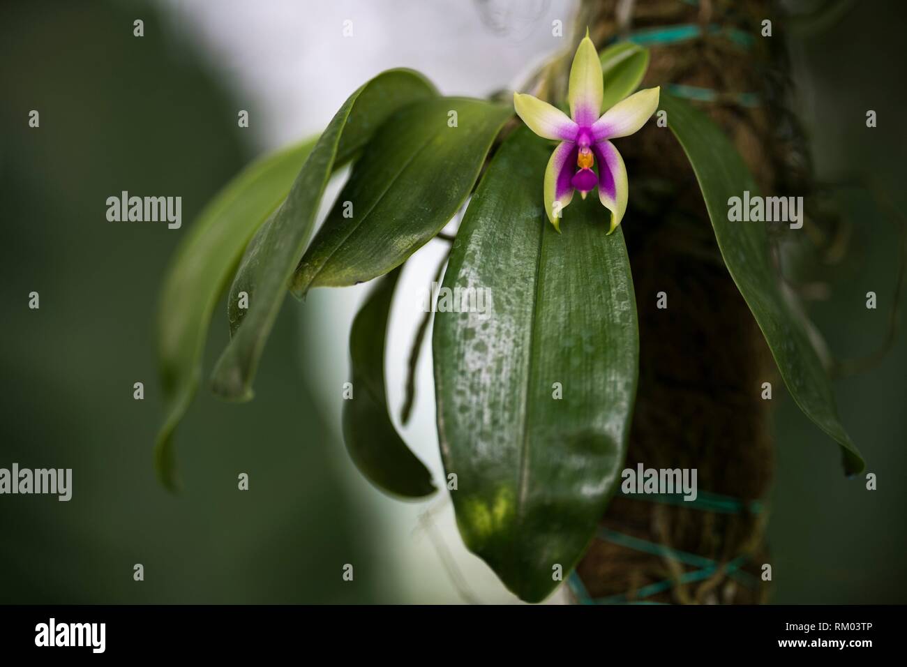 Orchids, Kuching Orchid Garden, Sarawak, Malaysia Stock Photo Alamy