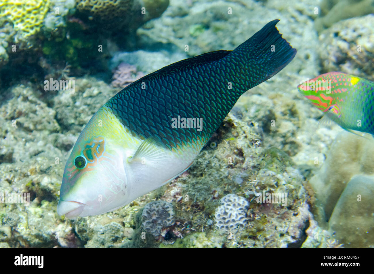 Geographic Wrasse, Anampses geographicus, male, Jemeluk Bay Wall dive site, Amed, east Bali, Indonesia, Indian Ocean Stock Photo