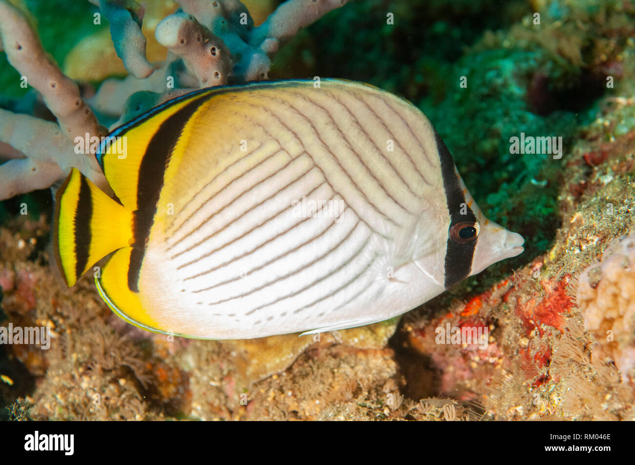 Vagabond Butterflyfish, Chaetodon vagabundus, Pyramids dive site, Amed, east Bali, Indonesia, Indian Ocean Stock Photo