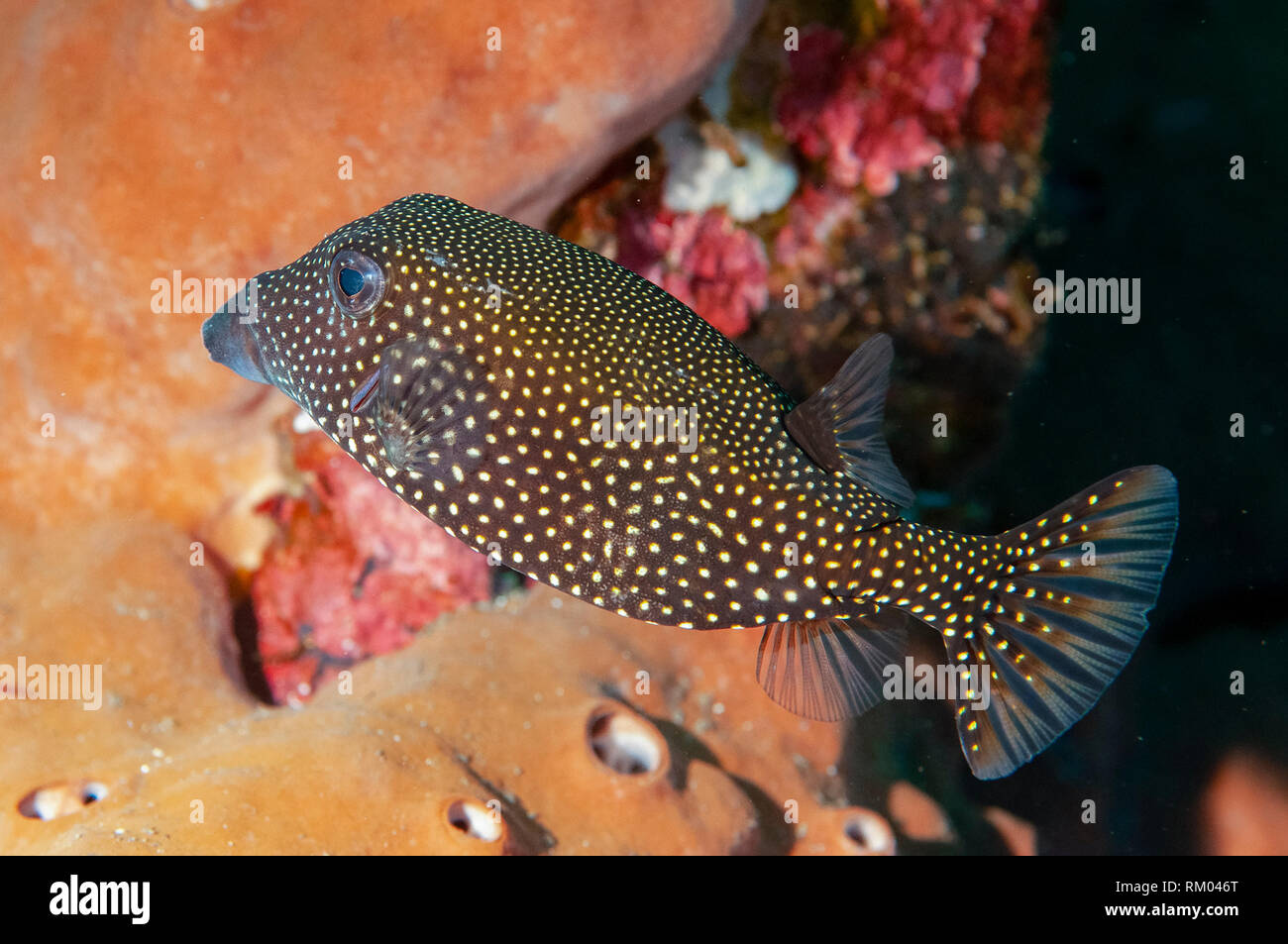 Spotted Boxfish, Ostracion meleagris, juvenile, Pyramids dive site, Amed, east Bali, Indonesia, Indian Ocean Stock Photo