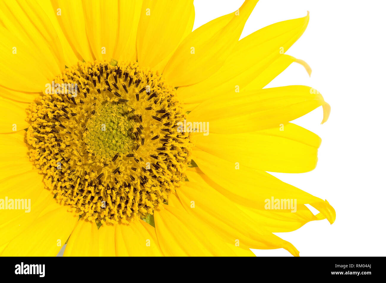 Sunflower close up isolated on white Stock Photo - Alamy