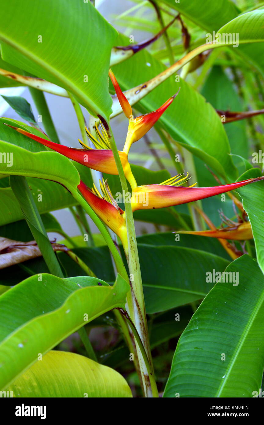 Heliconia psittacorum plants, flower and leafs Stock Photo - Alamy