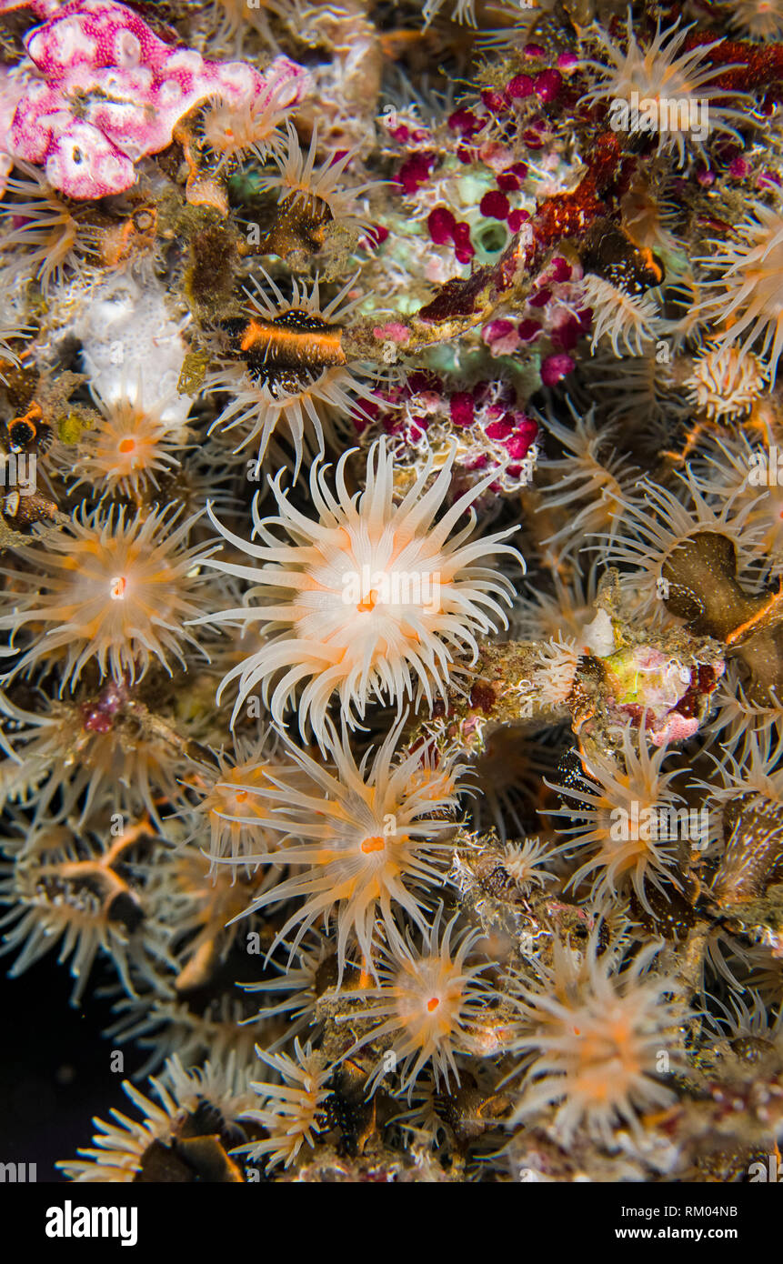 Colonial Sea Anemones aka Gorgonian Wrapper, Namanthus annamensis ...