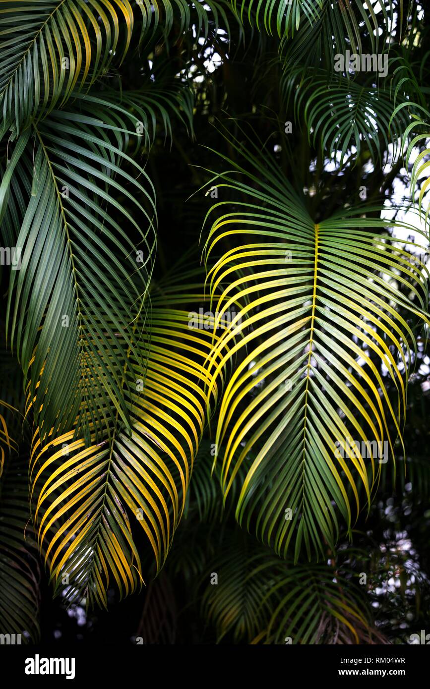 Palm tree areca bamboo, Kuching, Sarawak, Malaysia Stock Photo Alamy