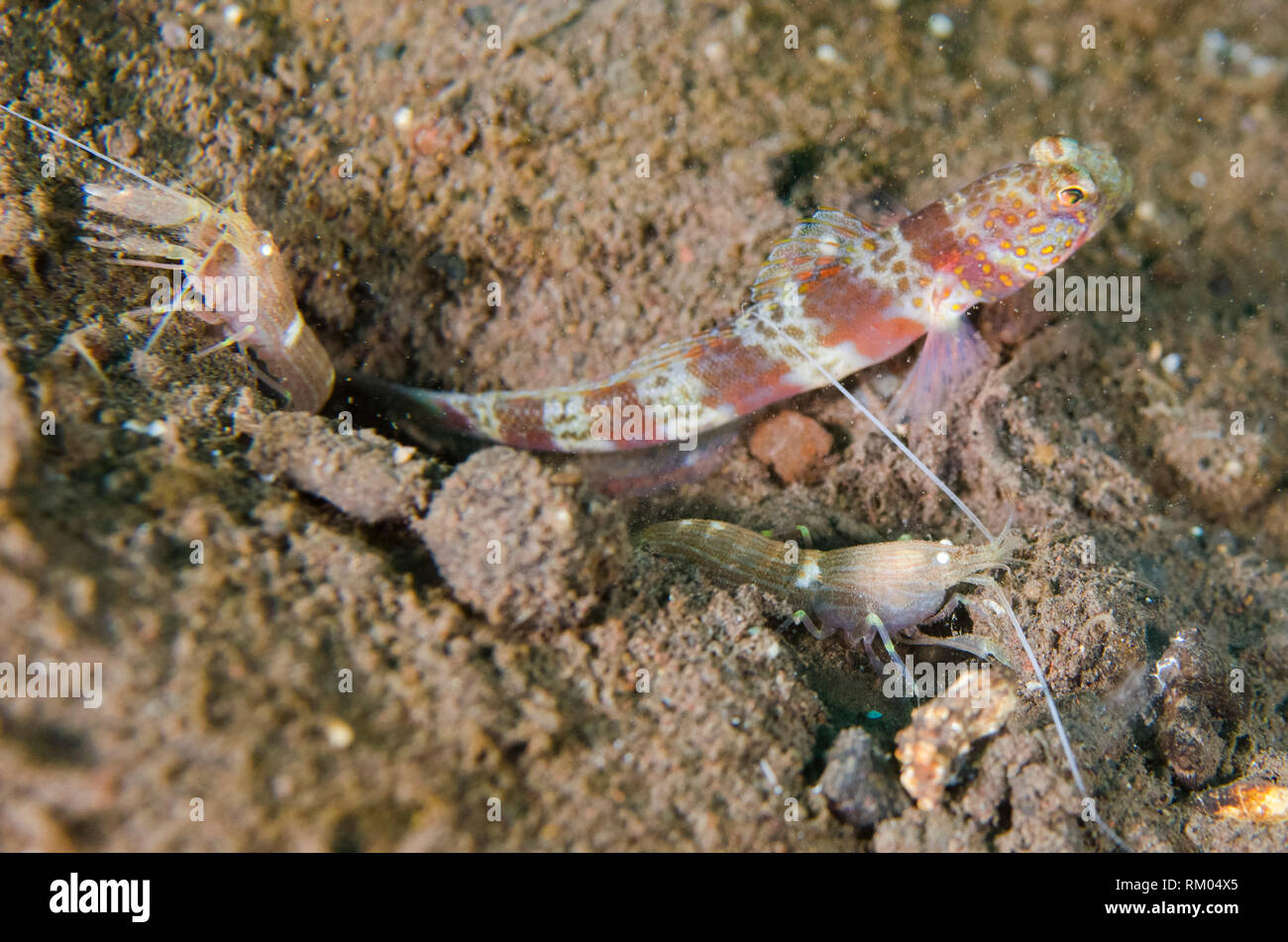 Blotchy Shrimpgoby, Amblyeleotris periophthalma, with pair of Snapping Shrimp (Alpheus sp.) at entrance of hole on black sand, Pong Pong dive site, Se Stock Photo