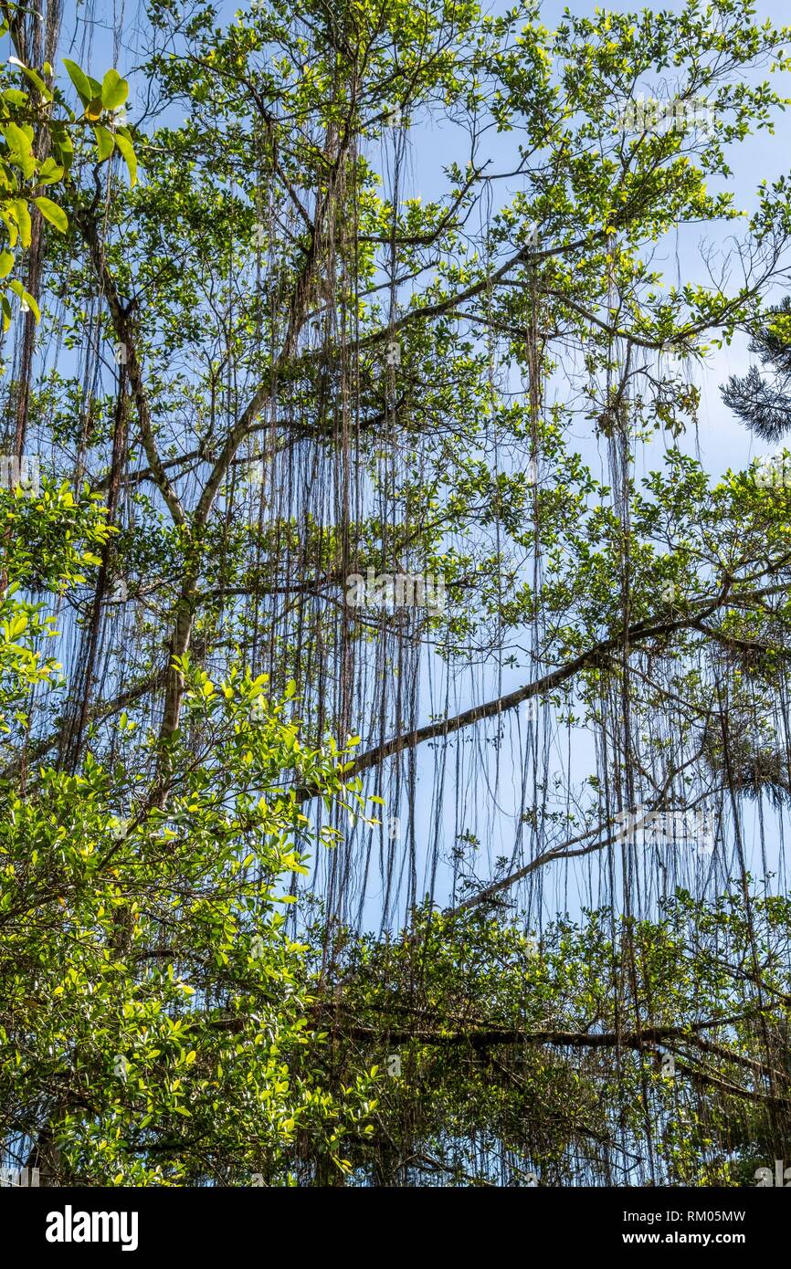 Willow Trees At Reservoir Park Kuching Sarawak Malaysia Stock Photo Alamy