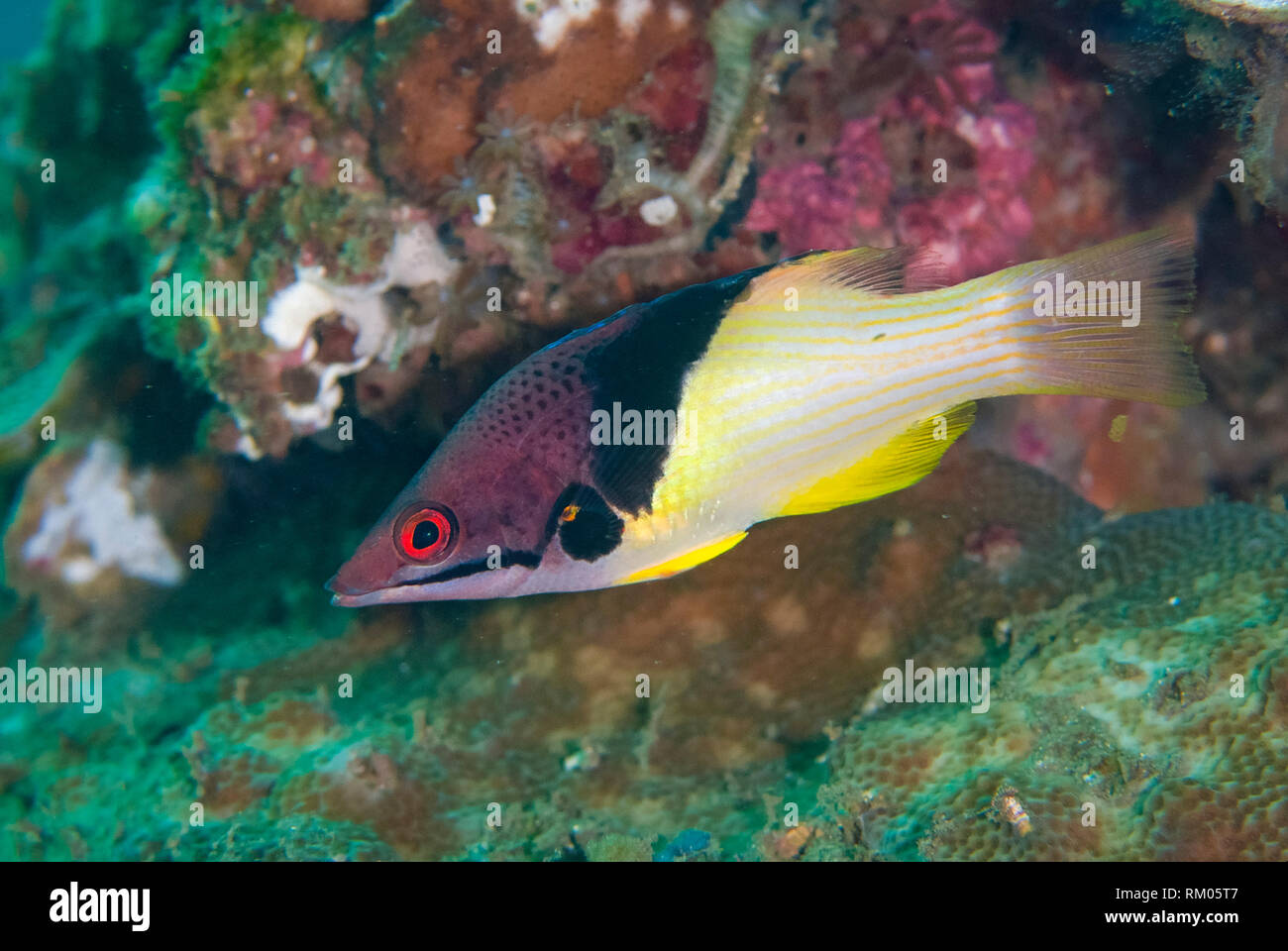 Splitlevel Hogfish, Bodianus mesothorax, Kareko Batu dive site, Lembeh Straits, Sulawesi, Indonesia Stock Photo