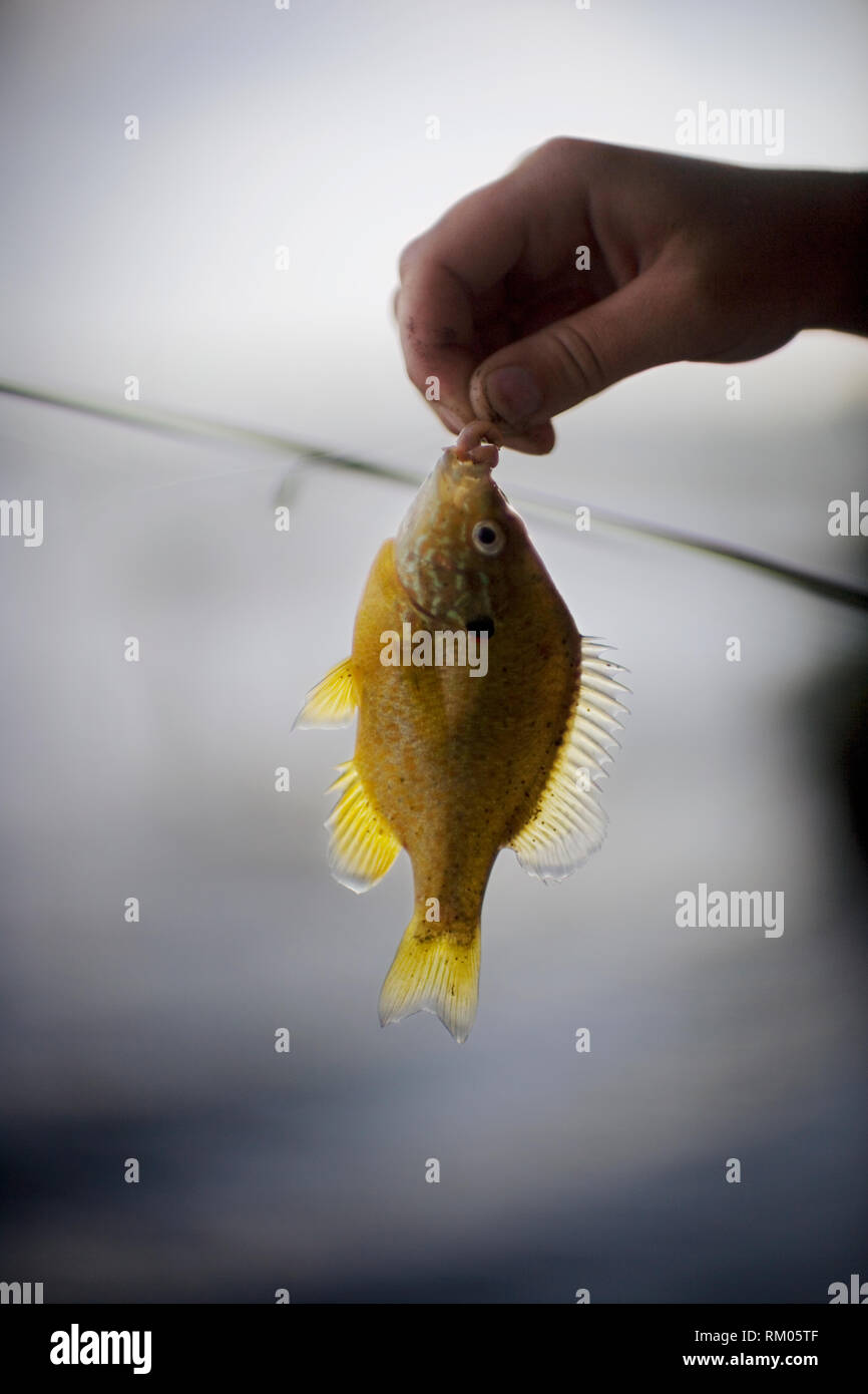 Fish caught on a hook Stock Photo Alamy