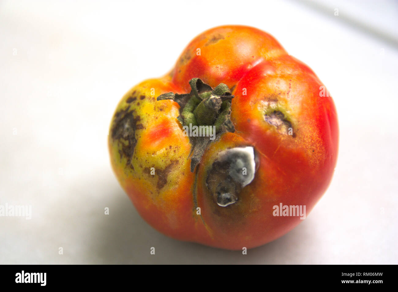 Mouldy tomato plant hires stock photography and images Alamy