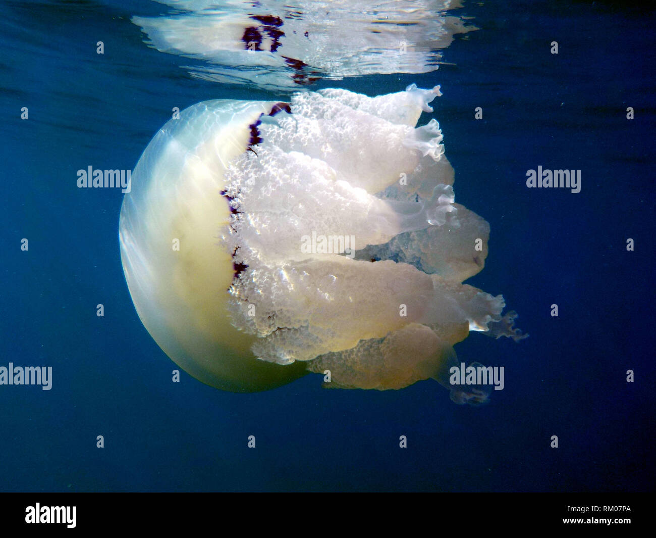 barrel jellyfish or dustbin-lid jellyfish or frilly-mouthed rhizostoma pulmo true jellyfish class scyphozoa is gently carried away by the sea current Stock Photo