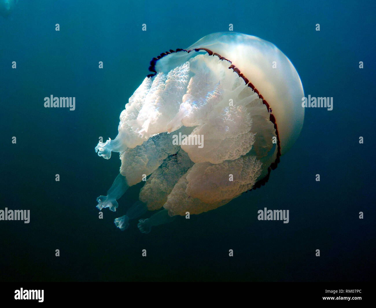 barrel jellyfish or dustbin-lid jellyfish or frilly-mouthed rhizostoma pulmo true jellyfish class scyphozoa is gently carried away by the sea current Stock Photo
