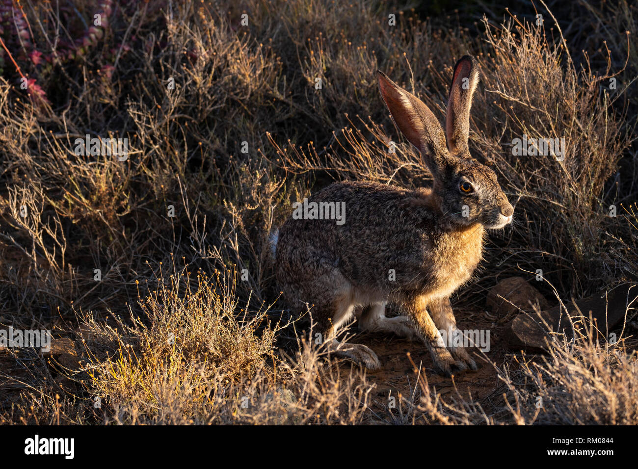 Scrub Hare in the early morning light Stock Photo