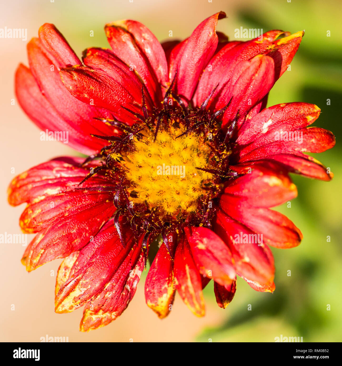 A macro shot of a red gaillardia bloom. Stock Photo