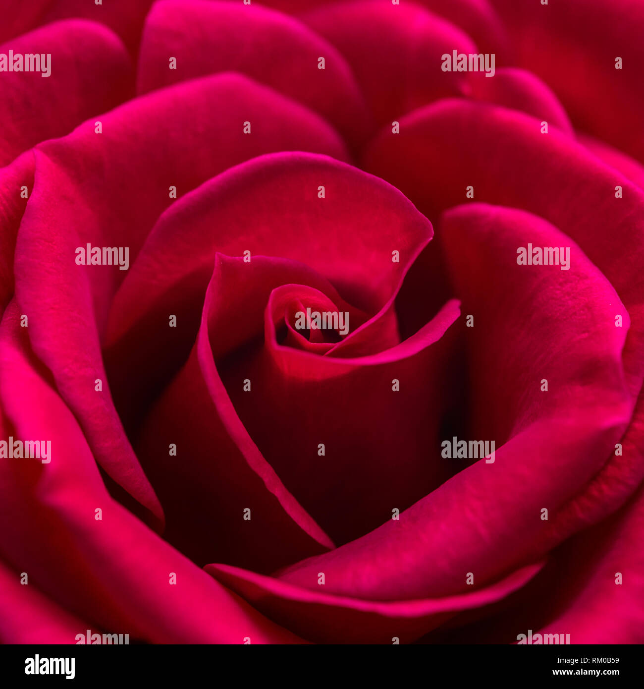 A macro shot of a beautiful red rose. Stock Photo