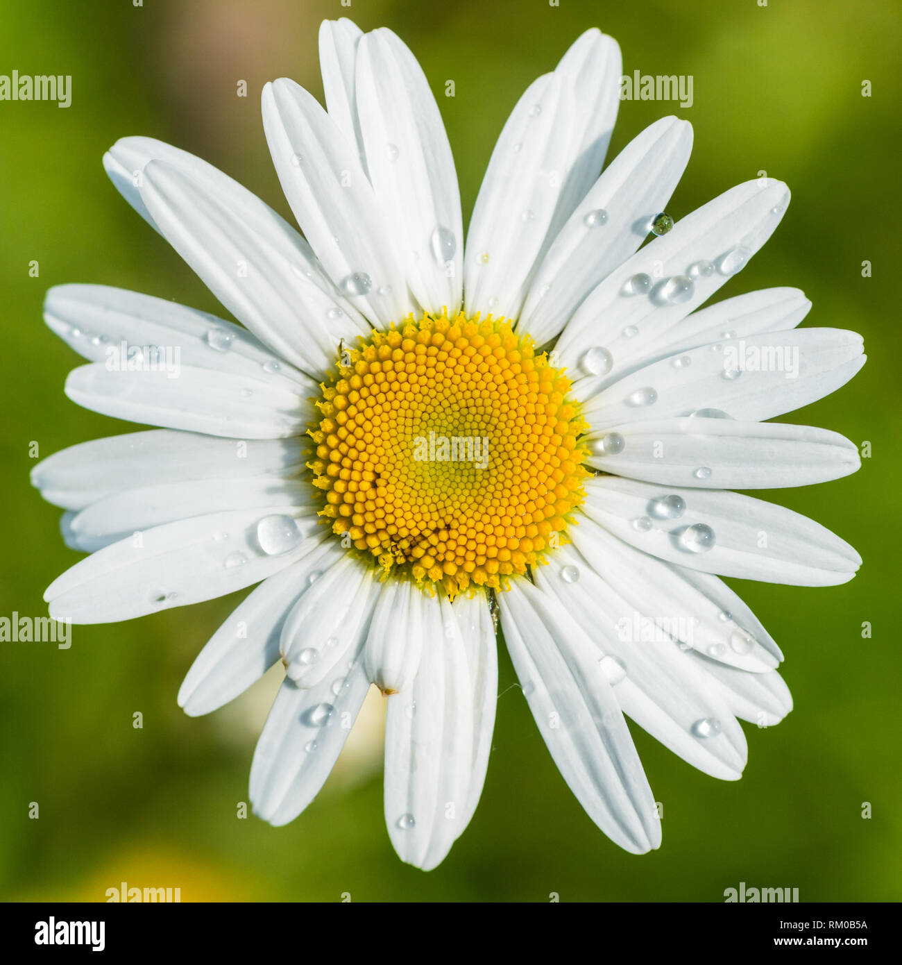 A macro shot of an oxeye daisy bloom. Stock Photo