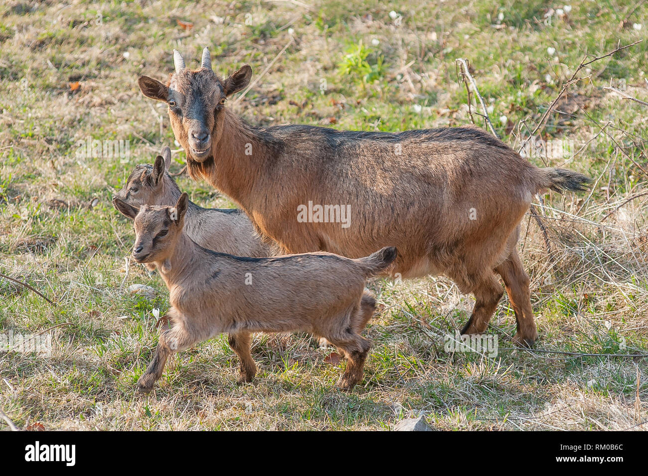 goats grazing with small goats Stock Photo