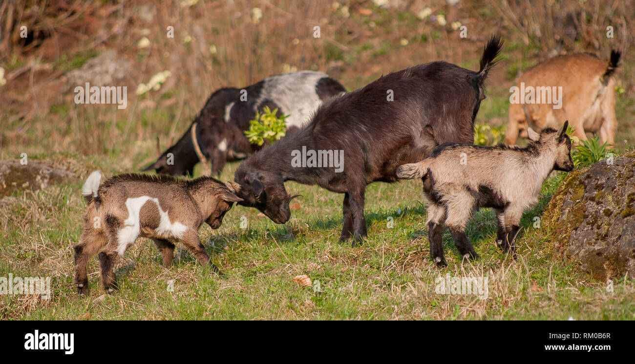 goats grazing with small goats Stock Photo