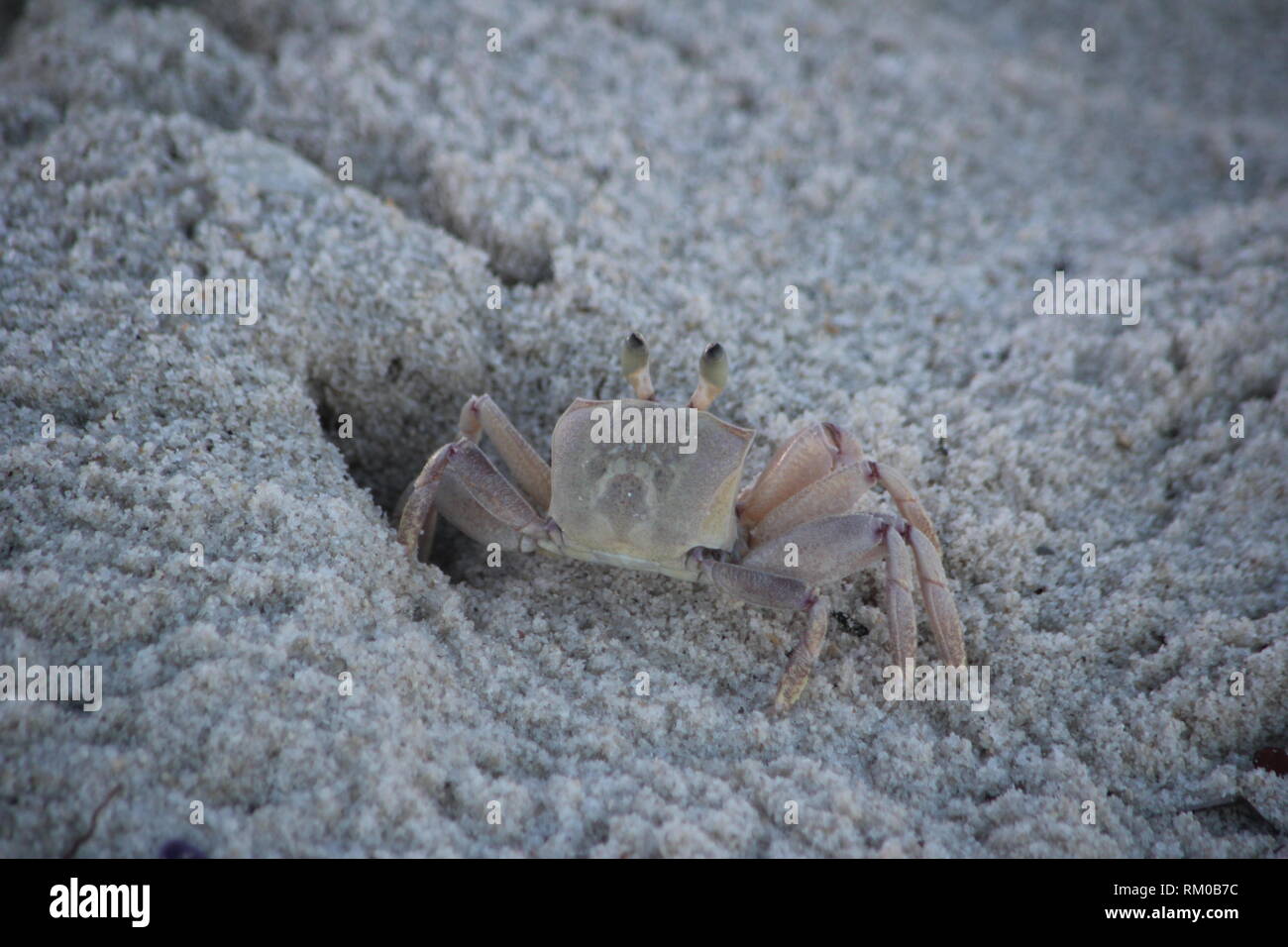 A Horned Ghost Crab (Ocypode ceratophthalma) digging in the sands of Diani Beach, Kenya. Stock Photo