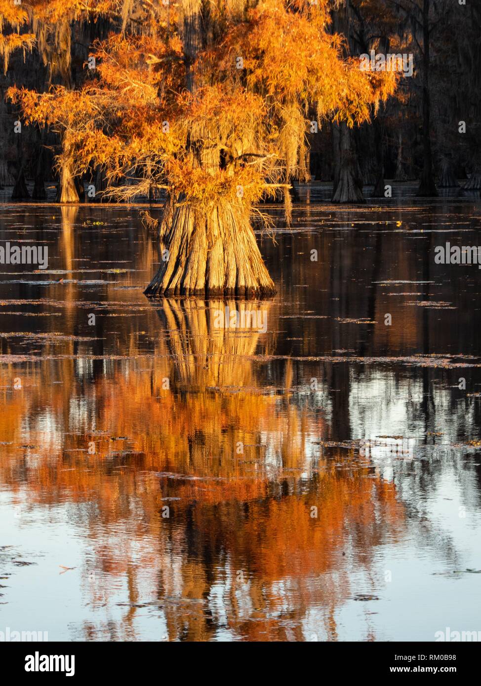 Caddo Lake Texas Fall Colors Stock Photo - Alamy