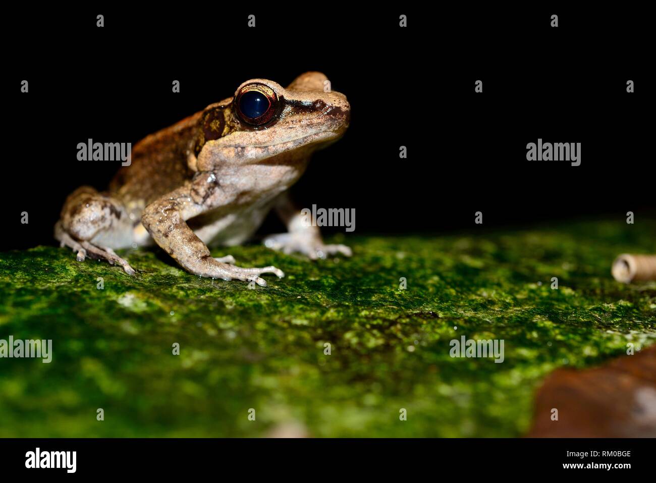 Sylvirana nigrovittata hires stock photography and images Alamy