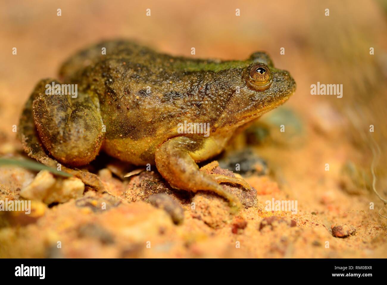 Green puddle frog (Occidozyga lima) in a pond of Kep, Cambodia. Stock Photo