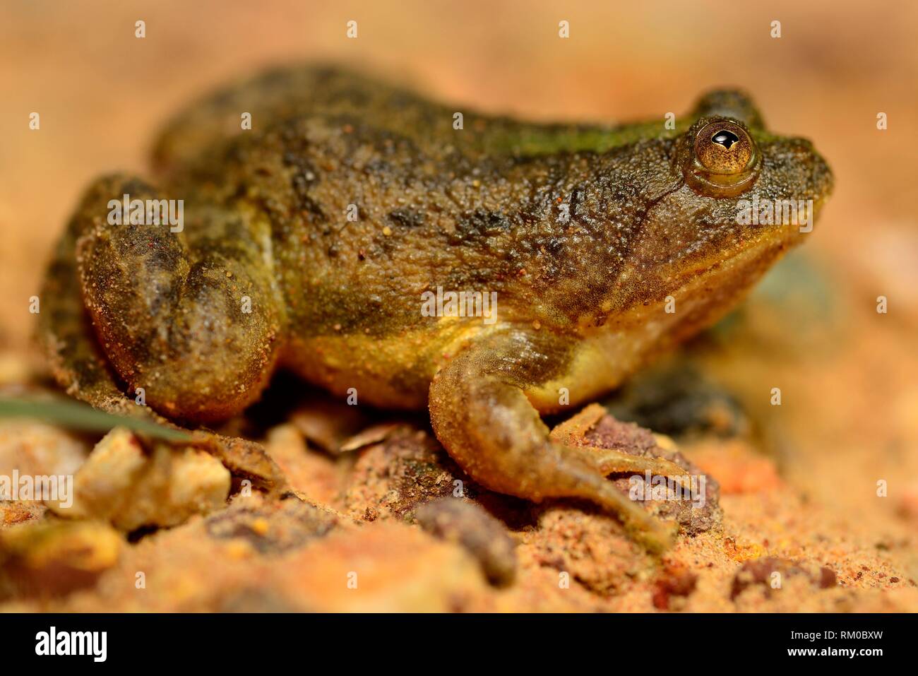 Green puddle frog (Occidozyga lima) in a pond of Kep, Cambodia. Stock Photo
