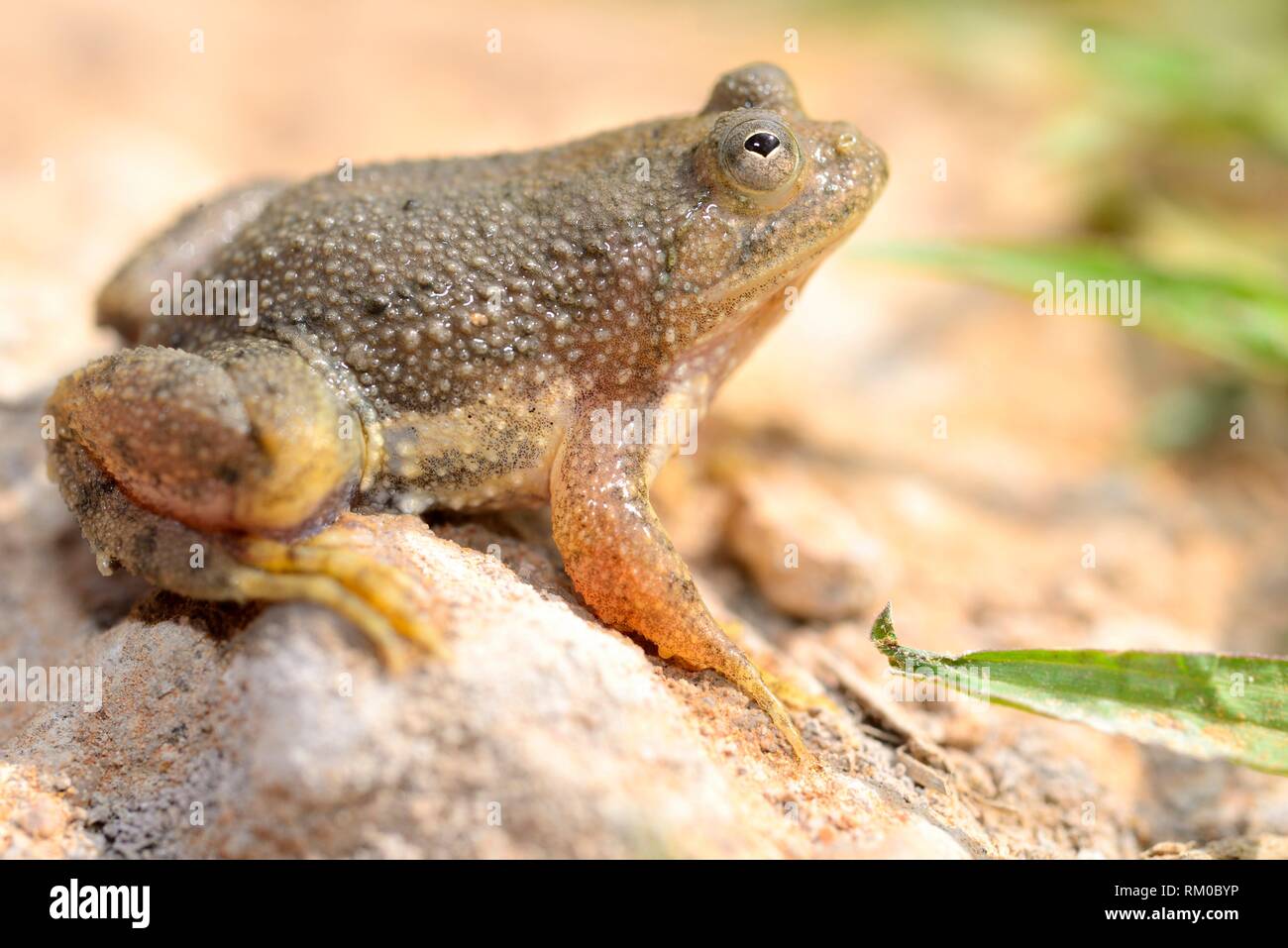 Rice field frog hires stock photography and images Alamy