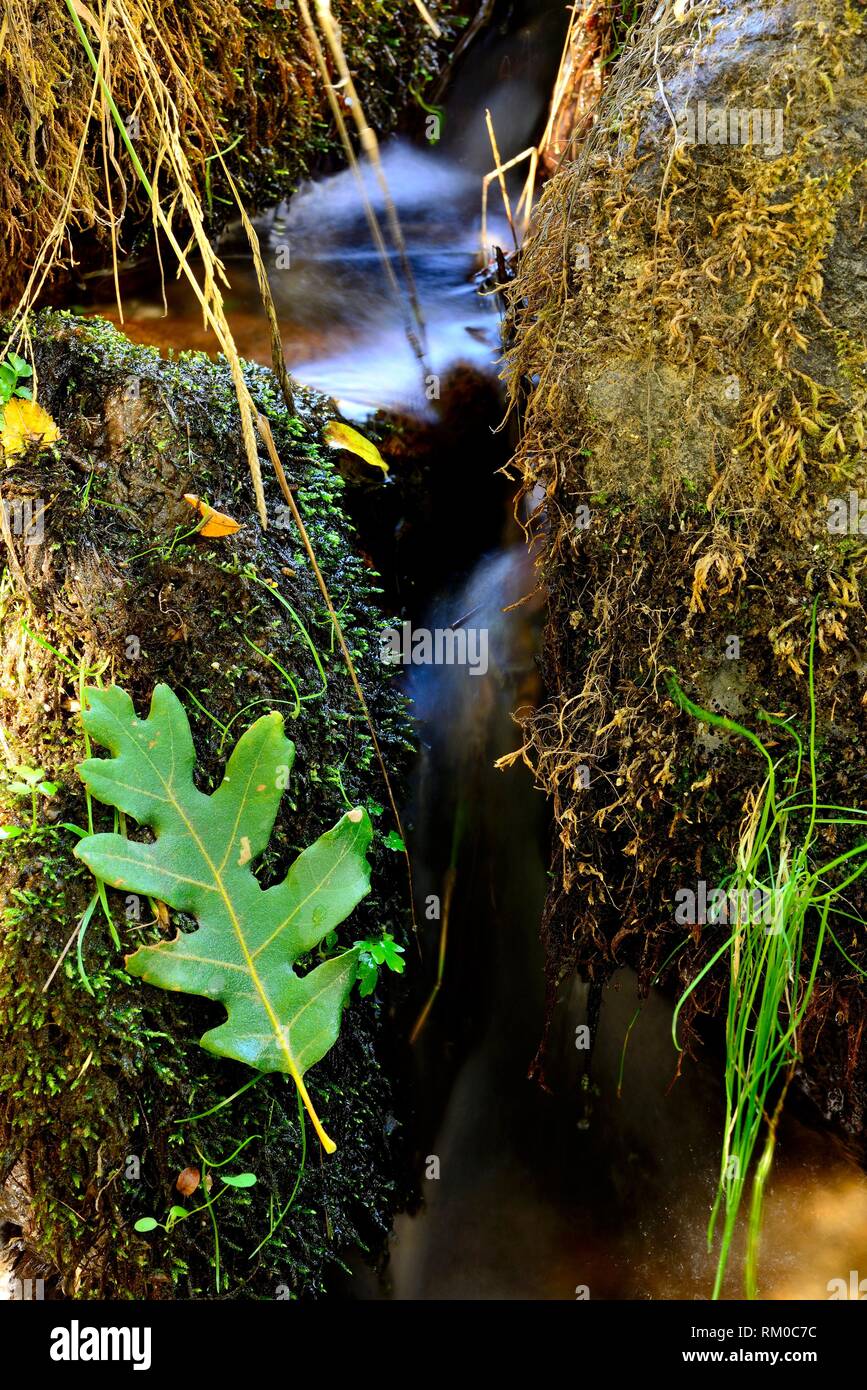Oak quercus spp hi-res stock photography and images - Alamy