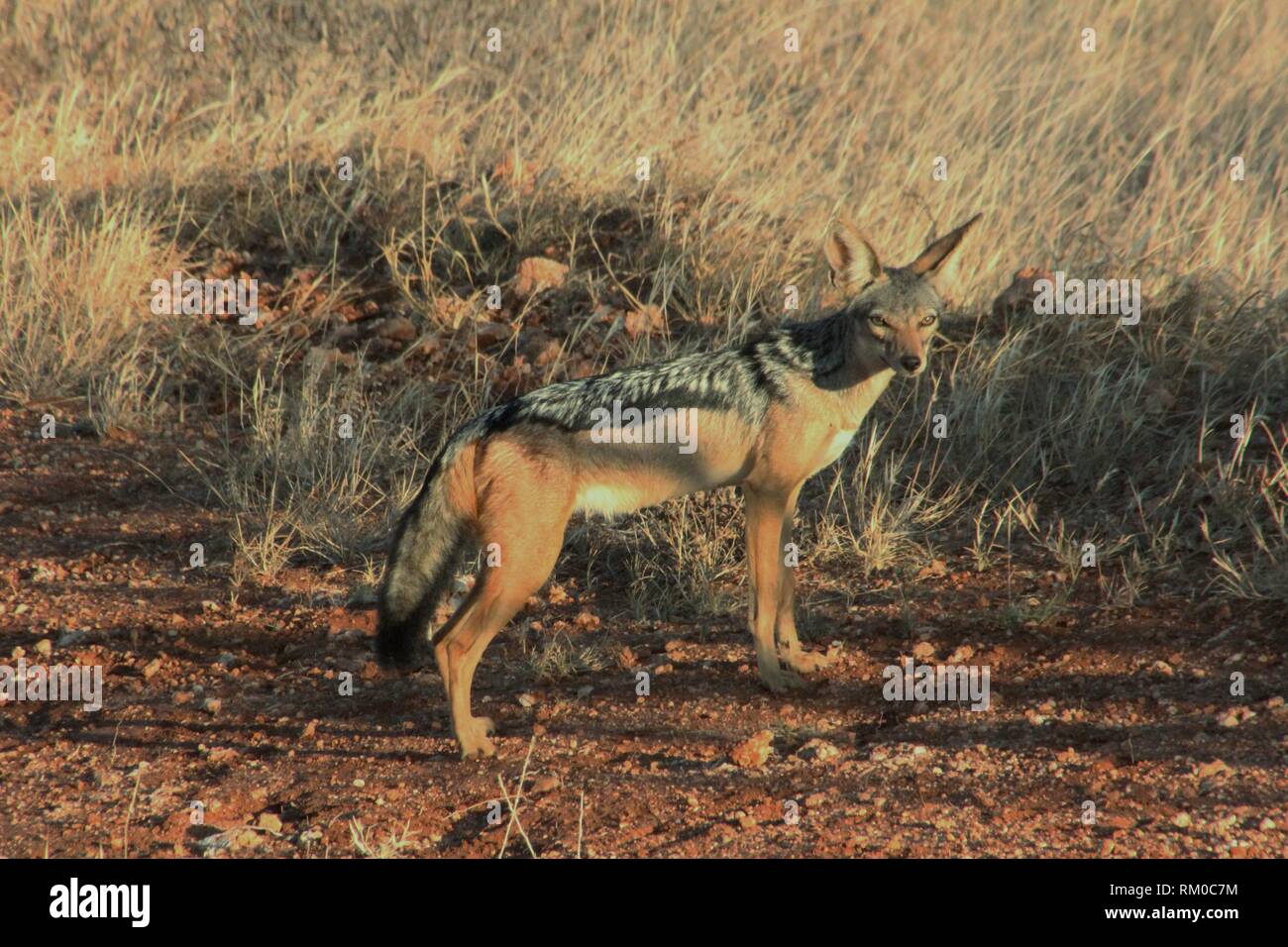 Black-backed Jackal (Canis mesomelas) in Tsavo East National Park, Kenya Stock Photo