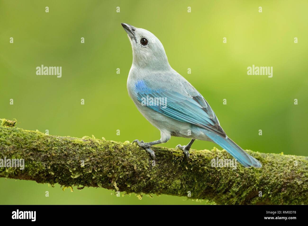 Blue-gray Tanager. Thraupis episcopus. Costa Rica. Stock Photo