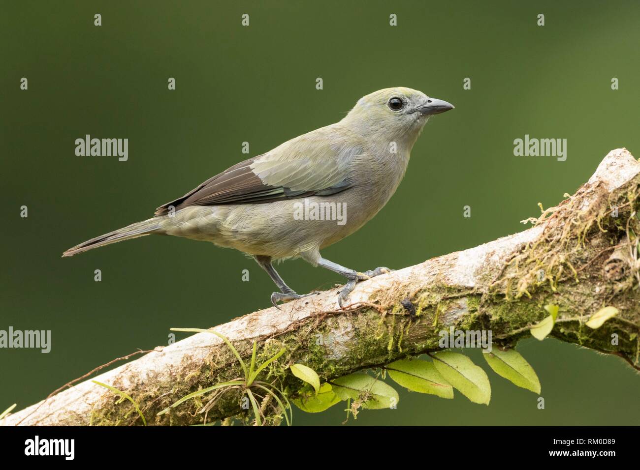 Female Blue-gray Tanager. Thraupis episcopus. Costa Rica. Stock Photo