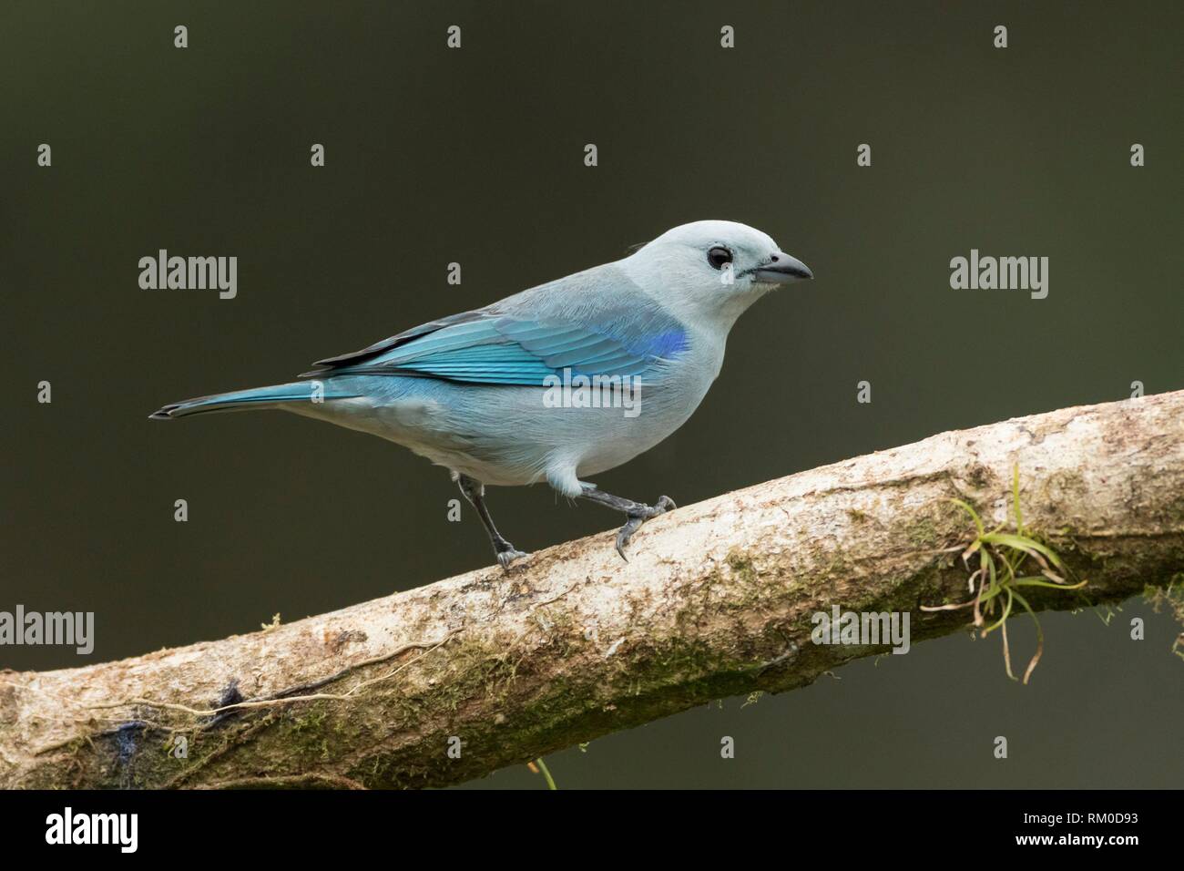 Blue-gray Tanager. Thraupis episcopus. Costa Rica. Stock Photo