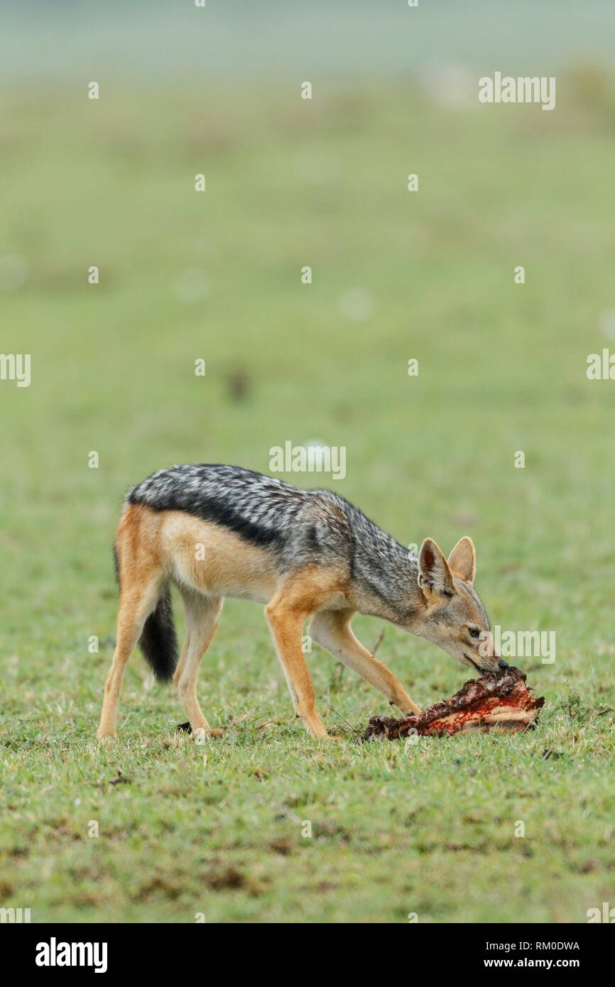 Jackal Eating High Resolution Stock Photography and Images Biology Diagrams