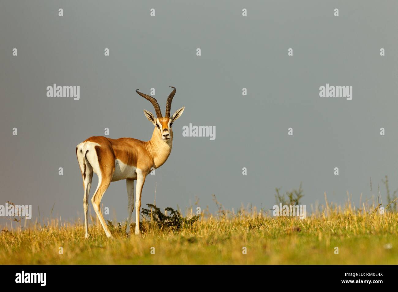 Large Gazelle High Resolution Stock Photography and Images - Alamy