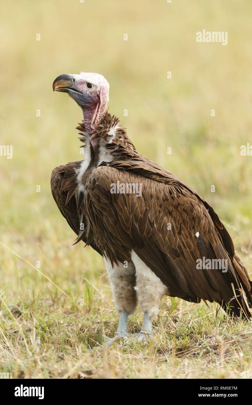 Lappet-faced vulture or Nubian vulture. Torgos tracheliotos. Kenia ...