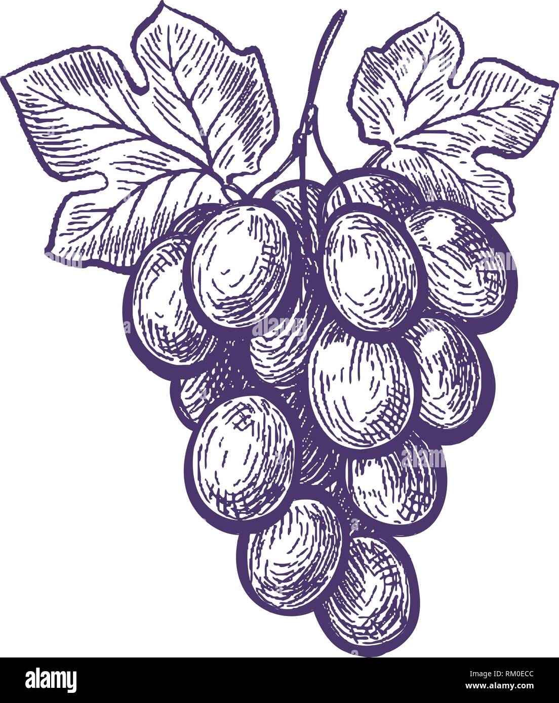 Hand drawn bunch of grapes. Fruit, vineyard, wine sketch. Vintage vector illustration Stock Vector