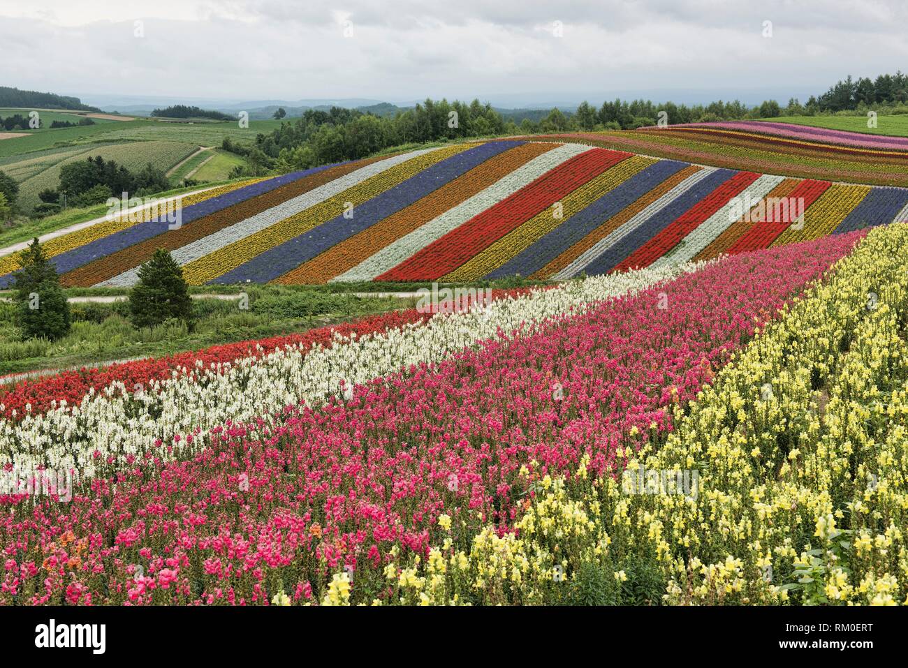 rows-of-snapdragons-antirrhinum-at-the-colourful-shikisai-no-oka-gardens-hokkaido-japan-RM0ERT.jpg