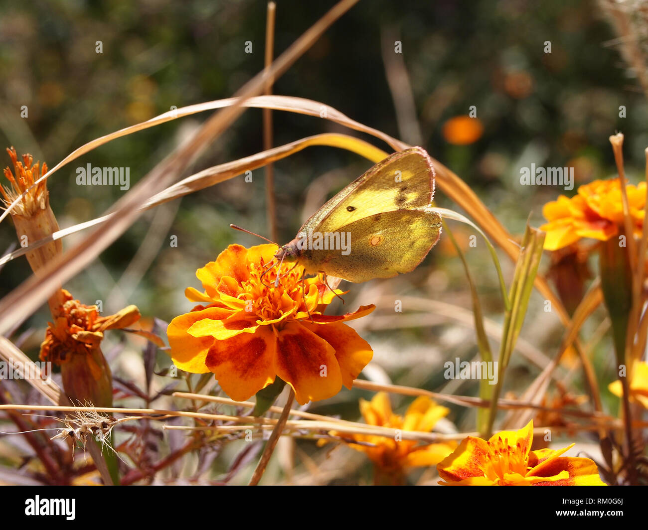 Butterflies using their proboscis to take nectar from a wild flower in Ladak, India Stock Photo