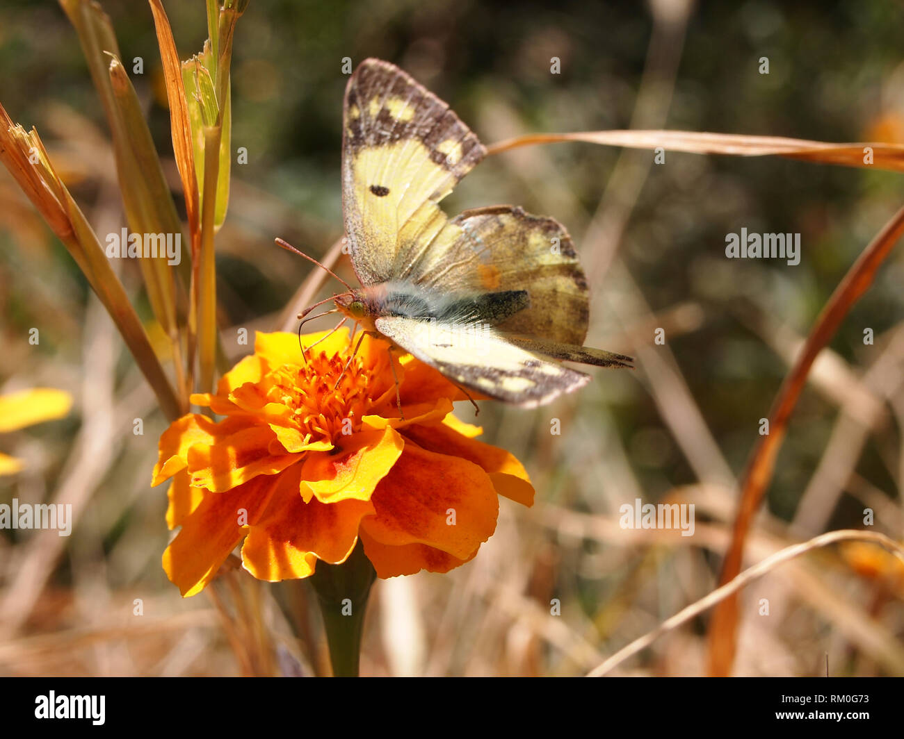 Butterflies using their proboscis to take nectar from a wild flower in Ladak, India Stock Photo