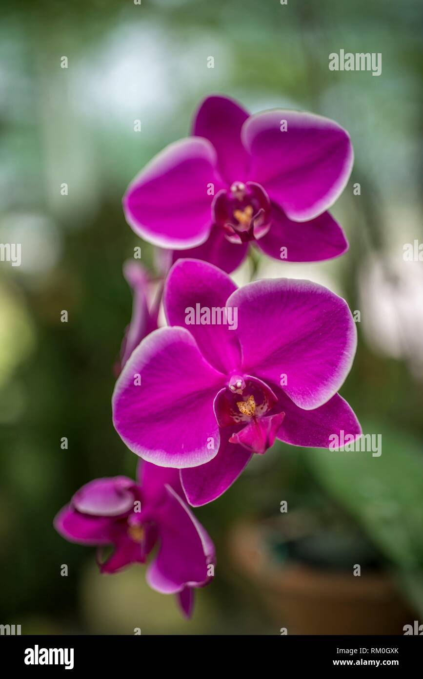 Orchids, Kuching Orchid Garden, Sarawak, Malaysia Stock Photo Alamy