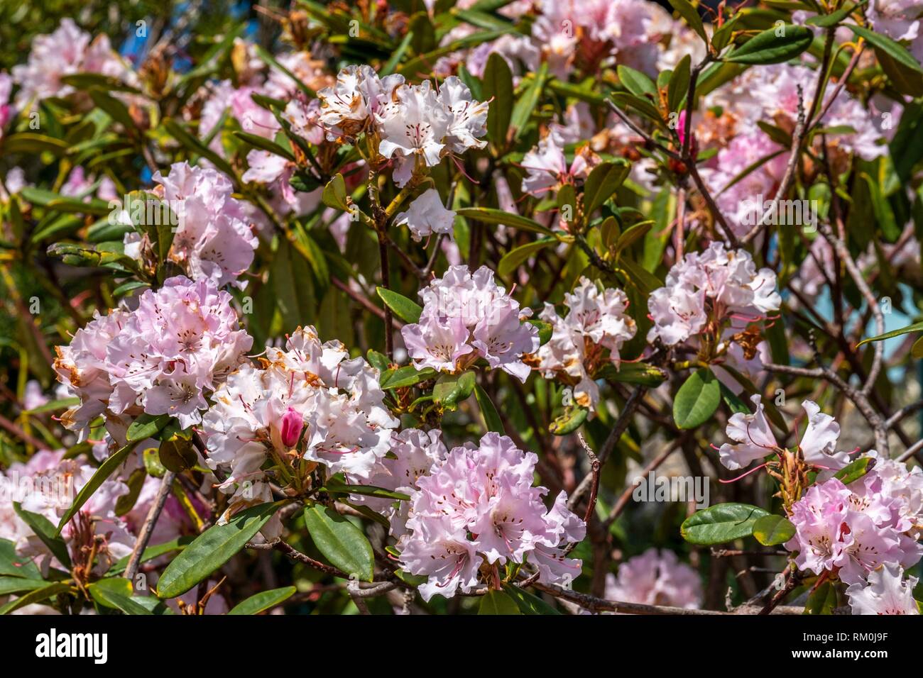 Spring in melbourne hires stock photography and images Alamy