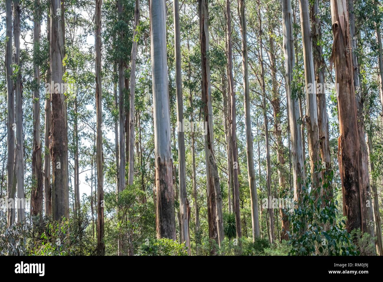 Trees at Mt. Dandenong, Melbourne, Australia Stock Photo Alamy