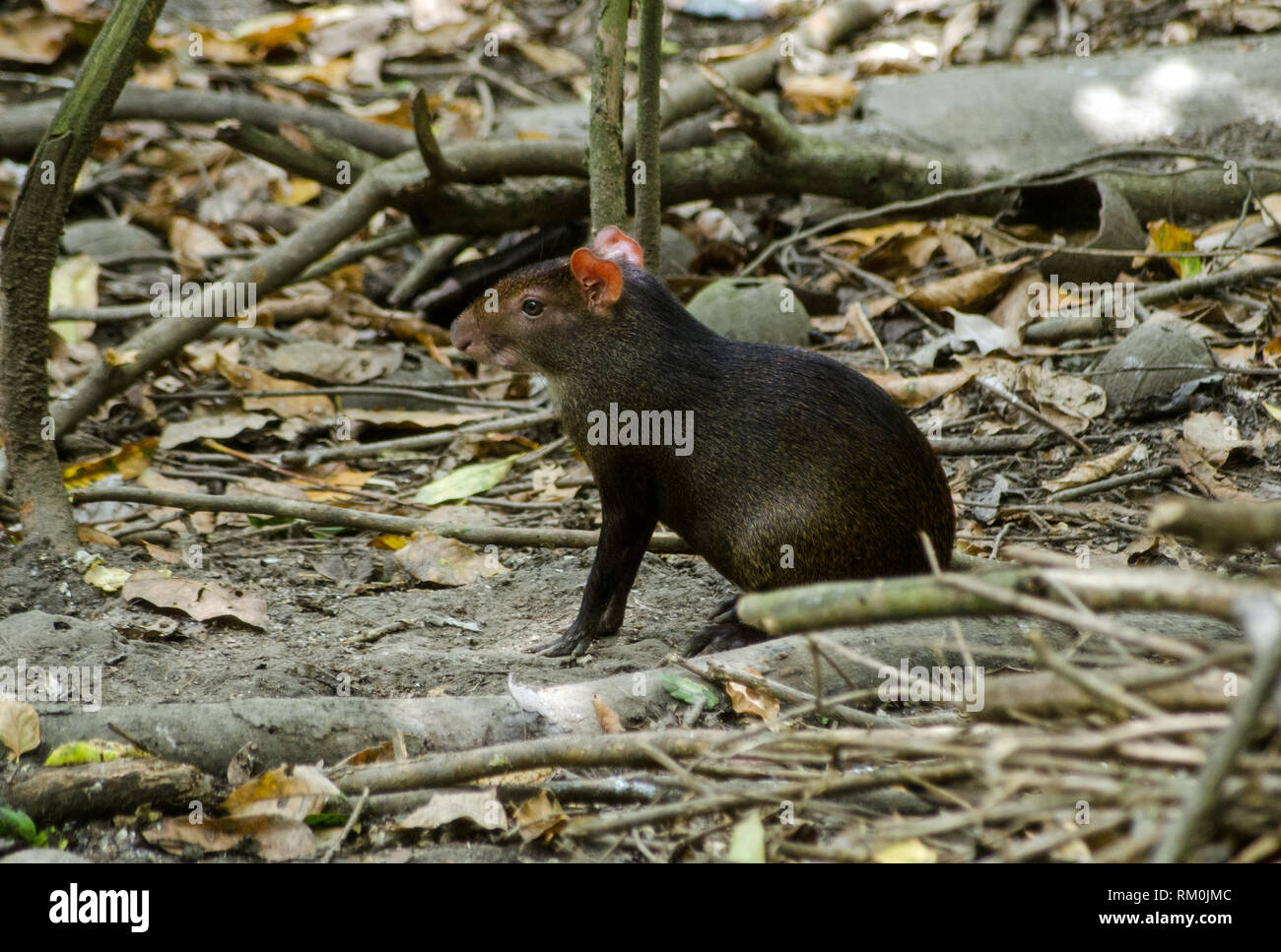 A red rumped agouti, latin name Dasyprocta leporina, sitting on the floor of the rainforest in Tobago. Stock Photo